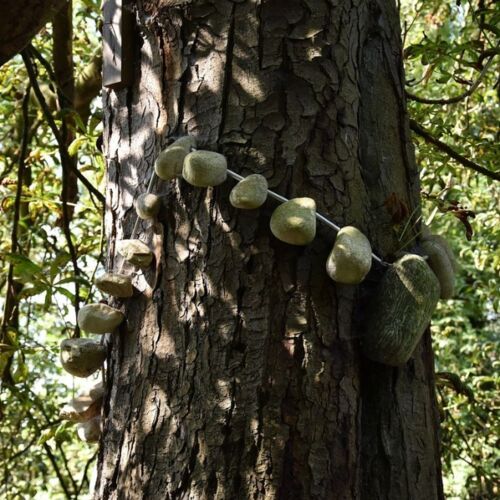 Baum-Collier
